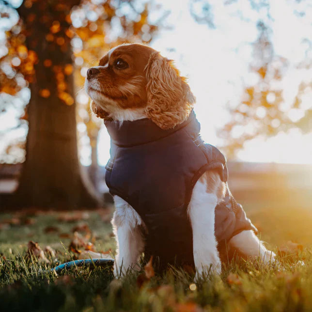 PawGuard - Hondenjas Volledig Lichaamsbescherming met Ingebouwd Harnas voor Comfort Bij Alle Weersomstandigheden