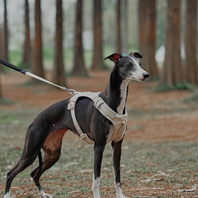 PawStride – Trekhondentuig met dubbele ringstructuur en verstelbaar lijnsysteem