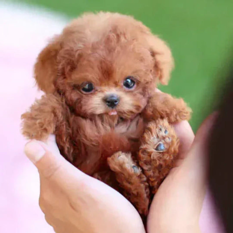 SnugglePup - Realistische robot puppy knuffel met interactieve functies en natuurlijk gedrag