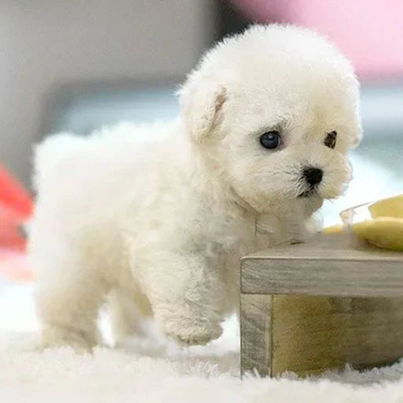 PupSnugs – Realistische pluchen hond met zachte vacht en levensecht geruststellend ontwerp