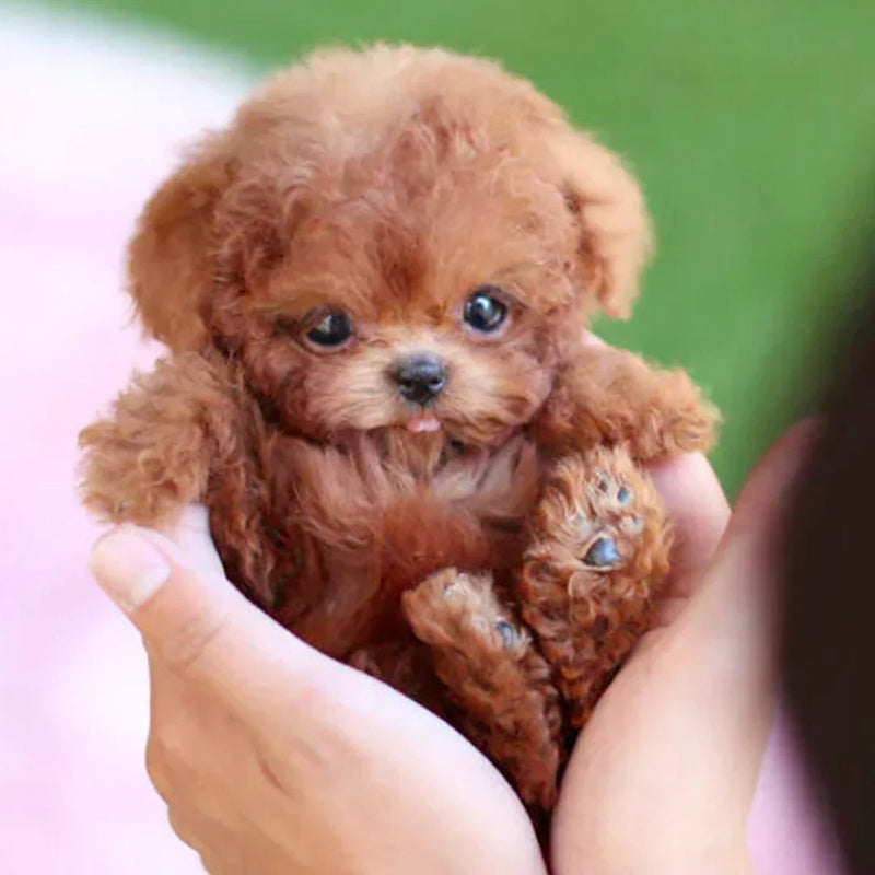 PupSnugs – Realistische pluchen hond met zachte vacht en levensecht geruststellend ontwerp